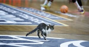 cat bcl final